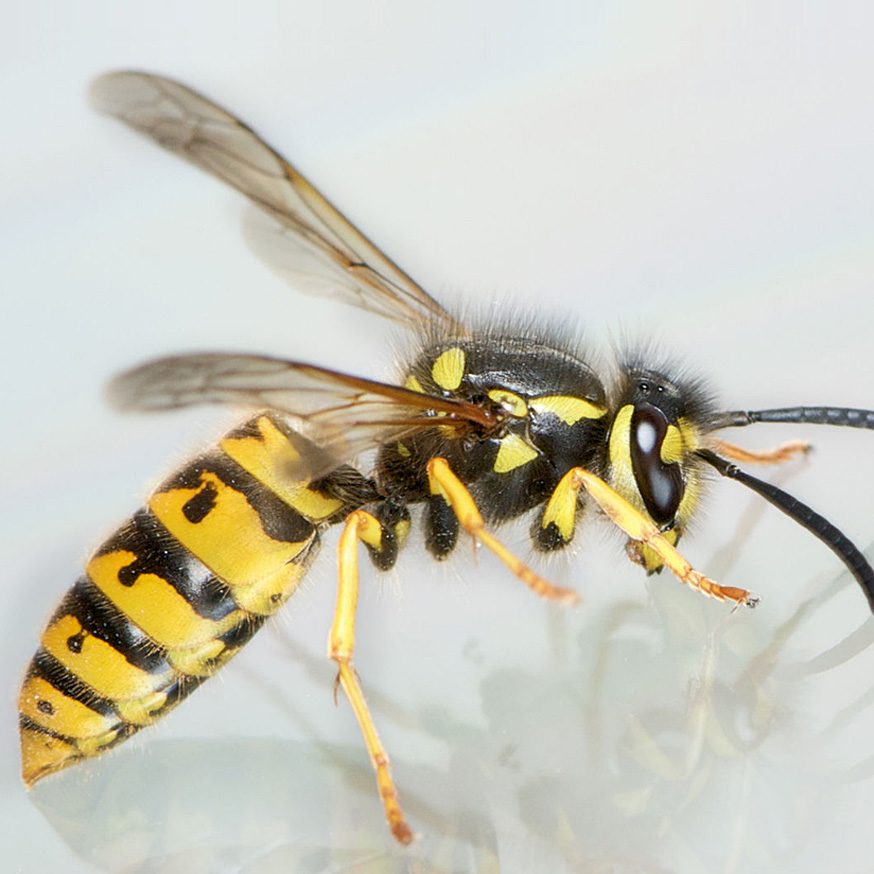 nid de guêpes ou nid de frelons avec larve sur fond de bois , gros plan -  insectes sauvages 4800916 Photo de stock chez Vecteezy