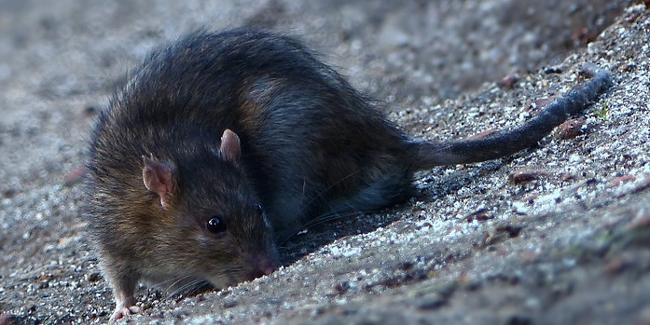 Rongeurs (rats, souris, mulots) - Sud Nuisibles